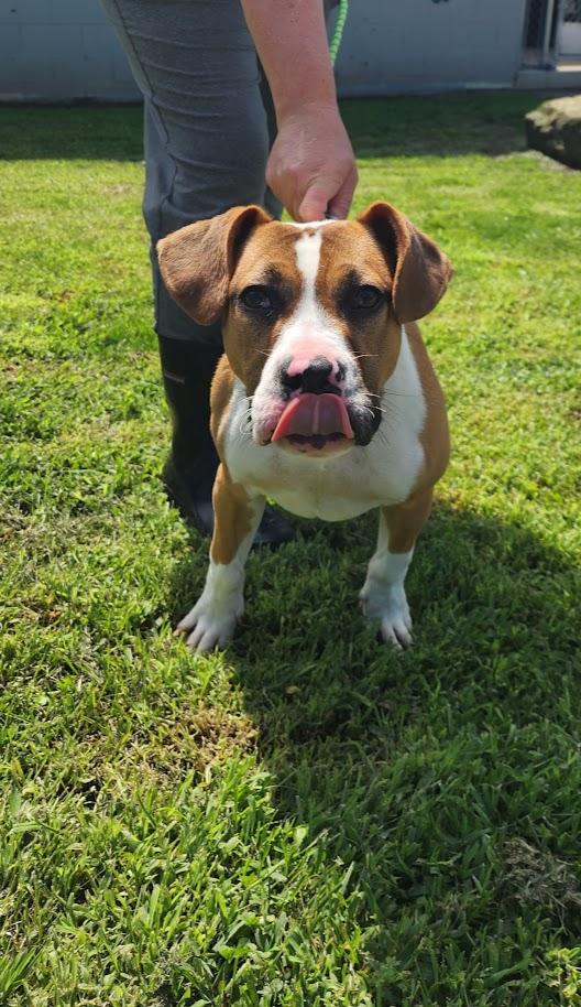 Frankie 194-26, a ADOPTABLE mixed breed in Cambridge, OH image 2/4