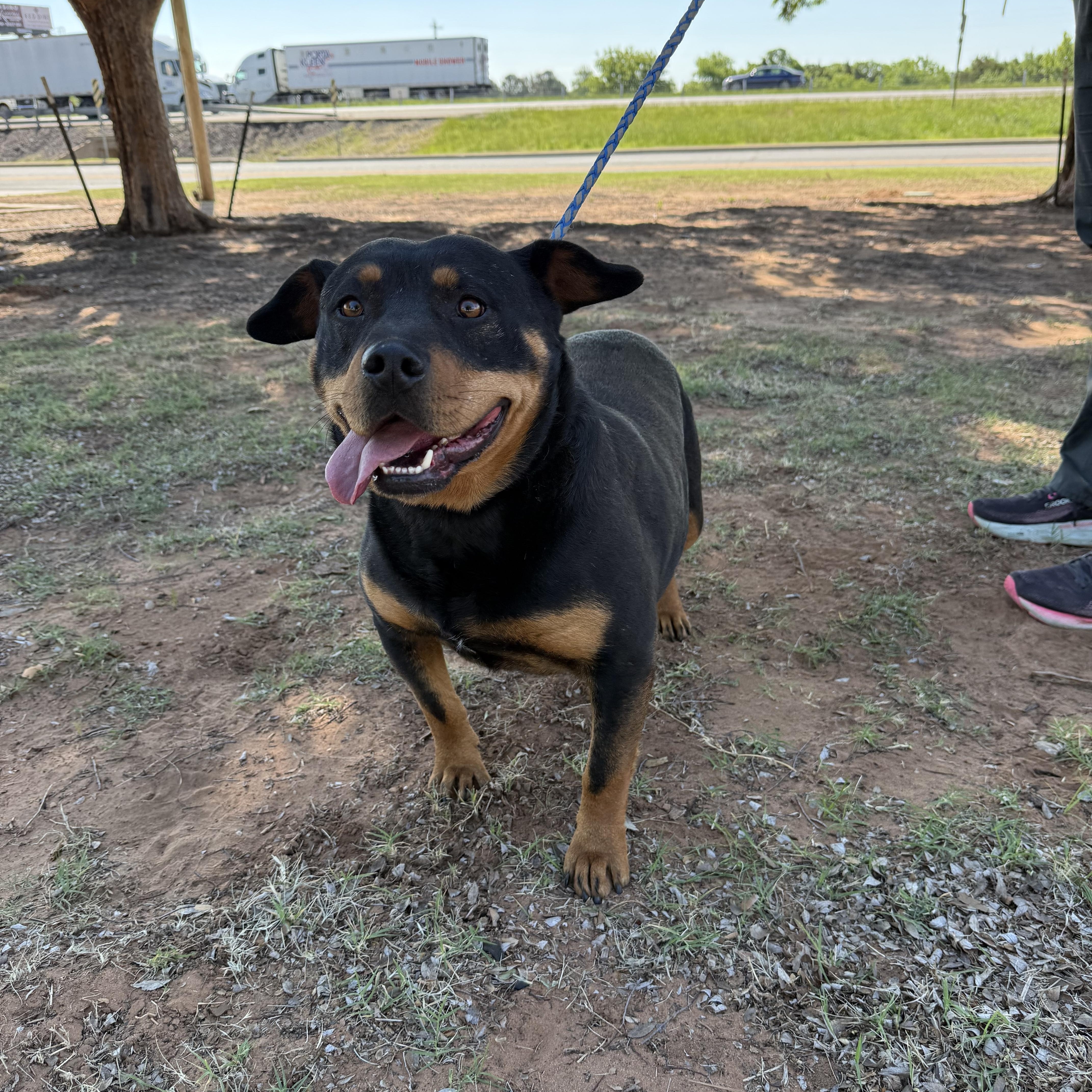 Enlarge Blackie (Courtesy Post), a Adoptable mixed breed in Hinton, OK image 3/3