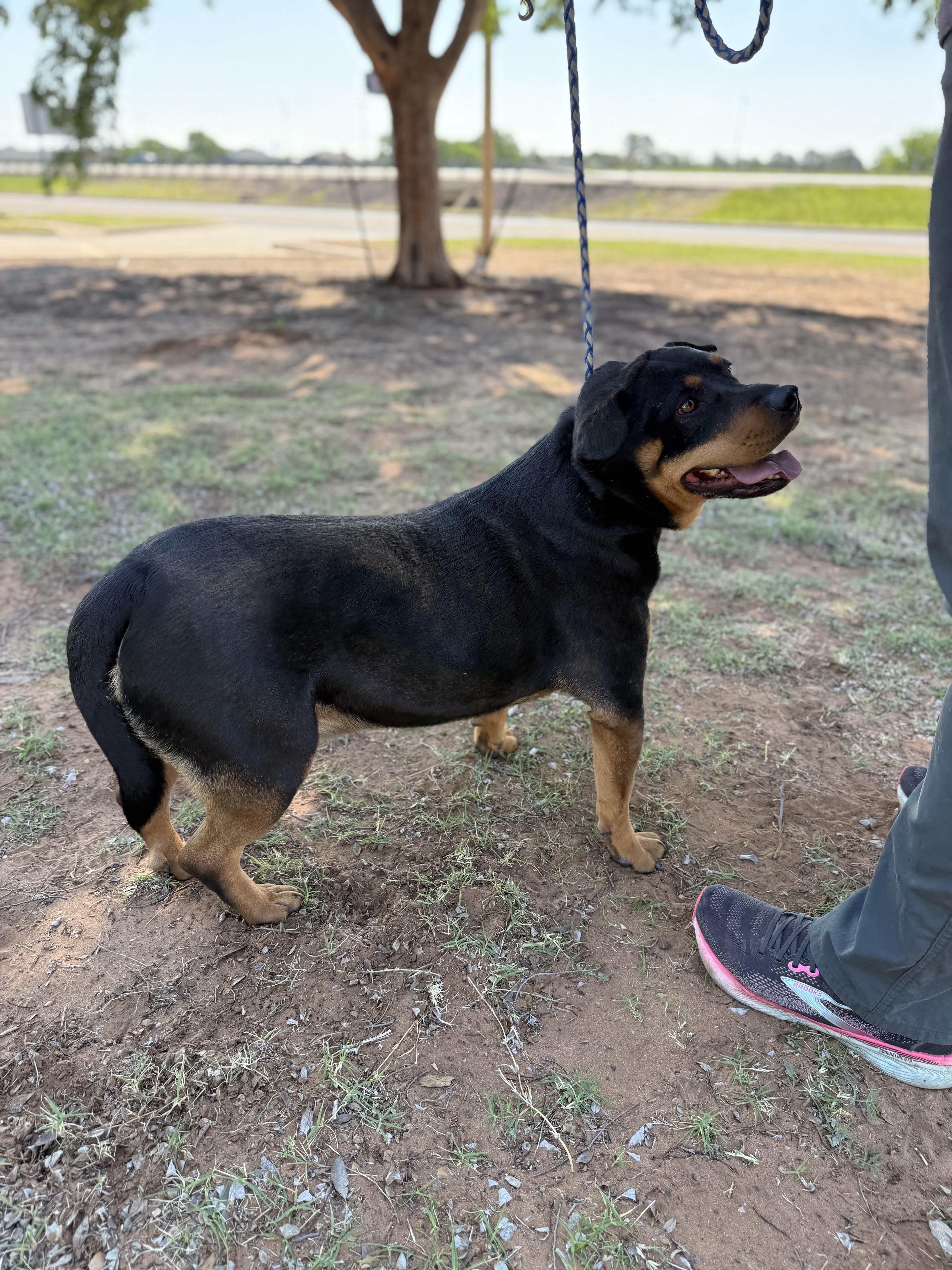 Enlarge Blackie (Courtesy Post), a Adoptable mixed breed in Hinton, OK image 2/3