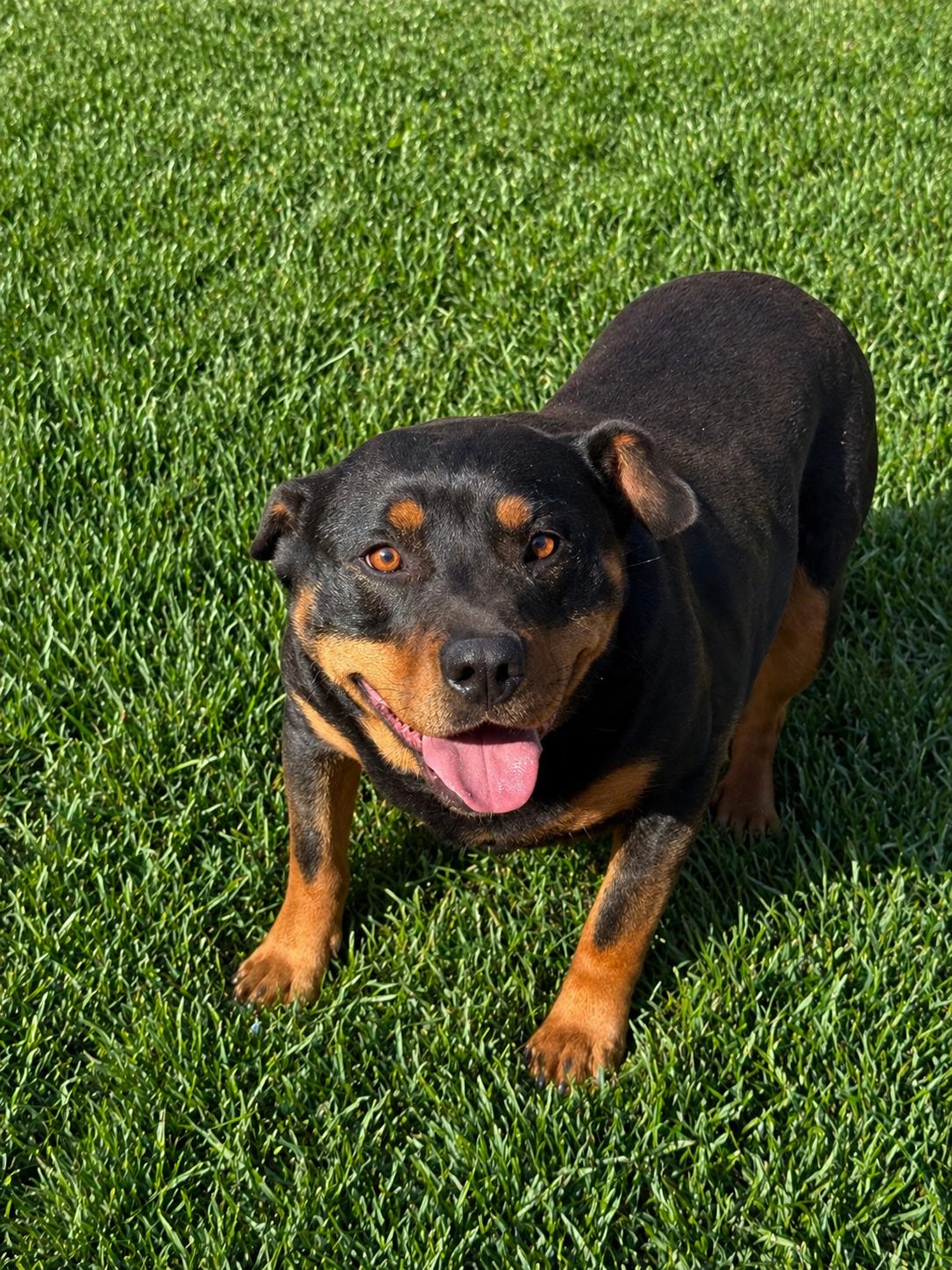 Blackie (Courtesy Post), Adoptable, Adult Male Rottweiler & Dachshund.