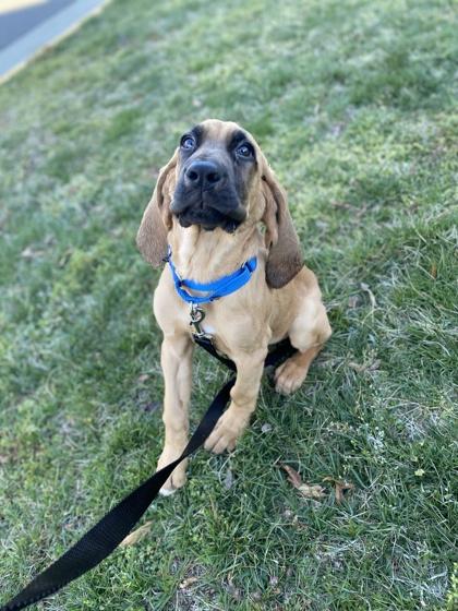 Enlarge CASANOVA- FOSTERED IN ATLANTA,GA, a Adoptable Bloodhound in Georgetown, KY image 1/1