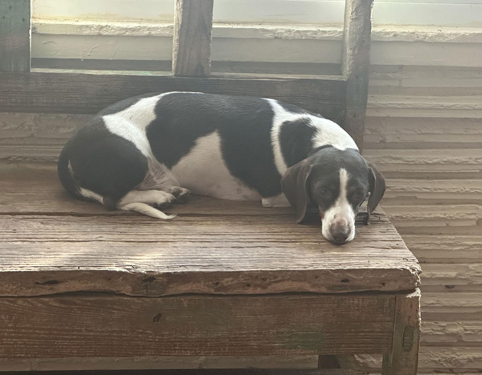 Enlarge Oliver, a Adoptable Dachshund in Pearland, TX image 1/3