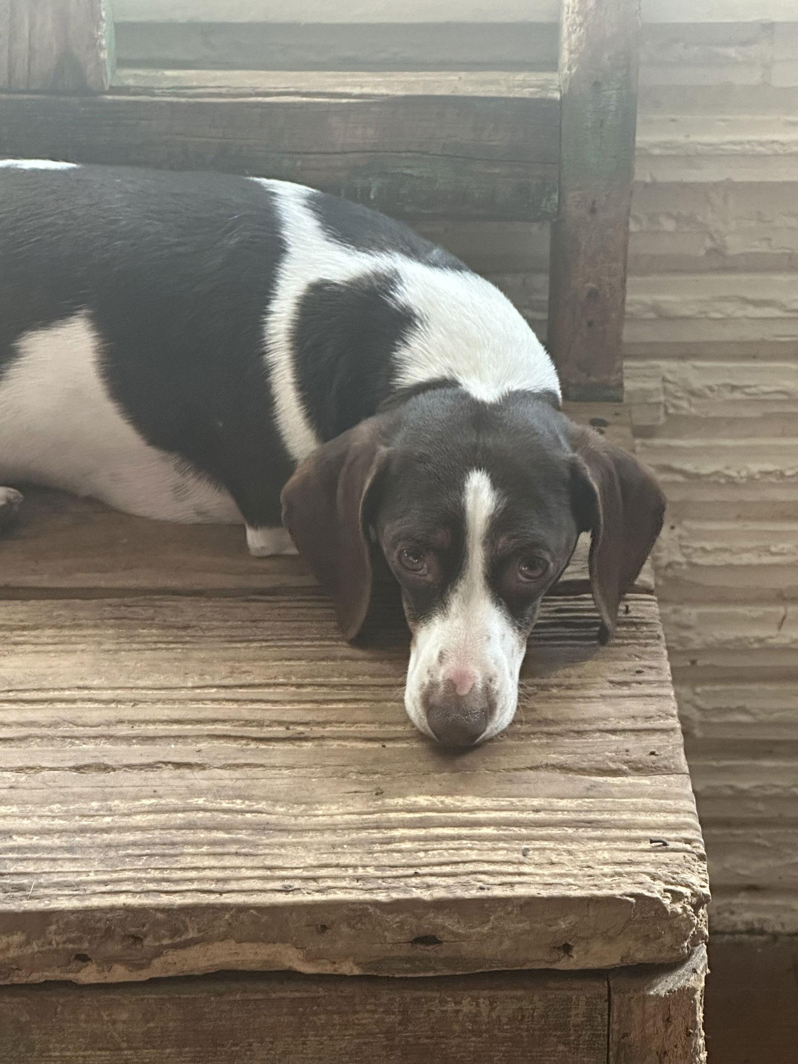 Enlarge Oliver, a Adoptable Dachshund in Pearland, TX image 2/3