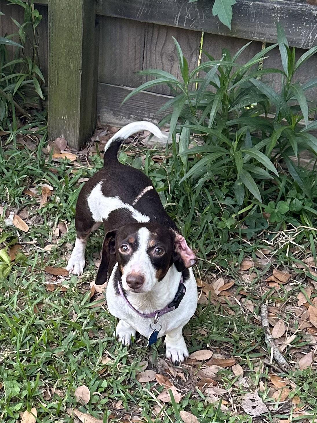 Enlarge Oliver, a Adoptable Dachshund in Pearland, TX image 1/3
