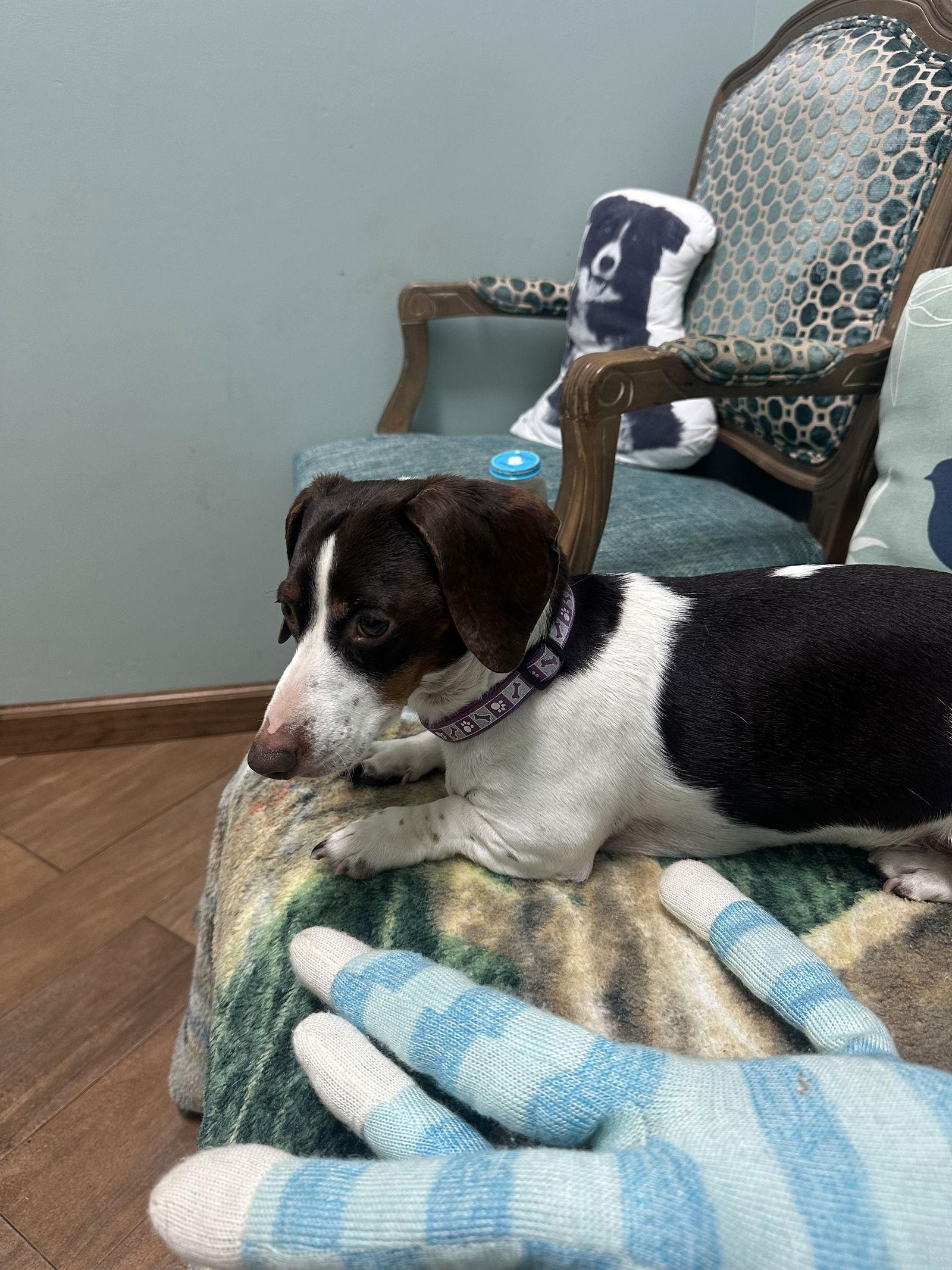 Enlarge Oliver, a Adoptable Dachshund in Pearland, TX image 3/3