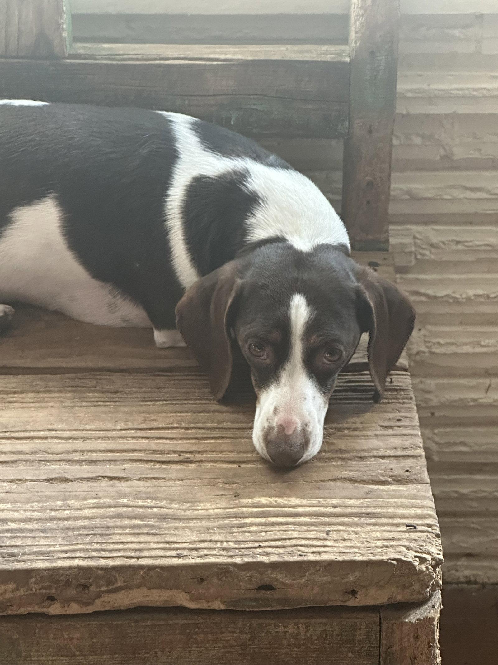 Enlarge Oliver, a Adoptable Dachshund in Pearland, TX image 3/3