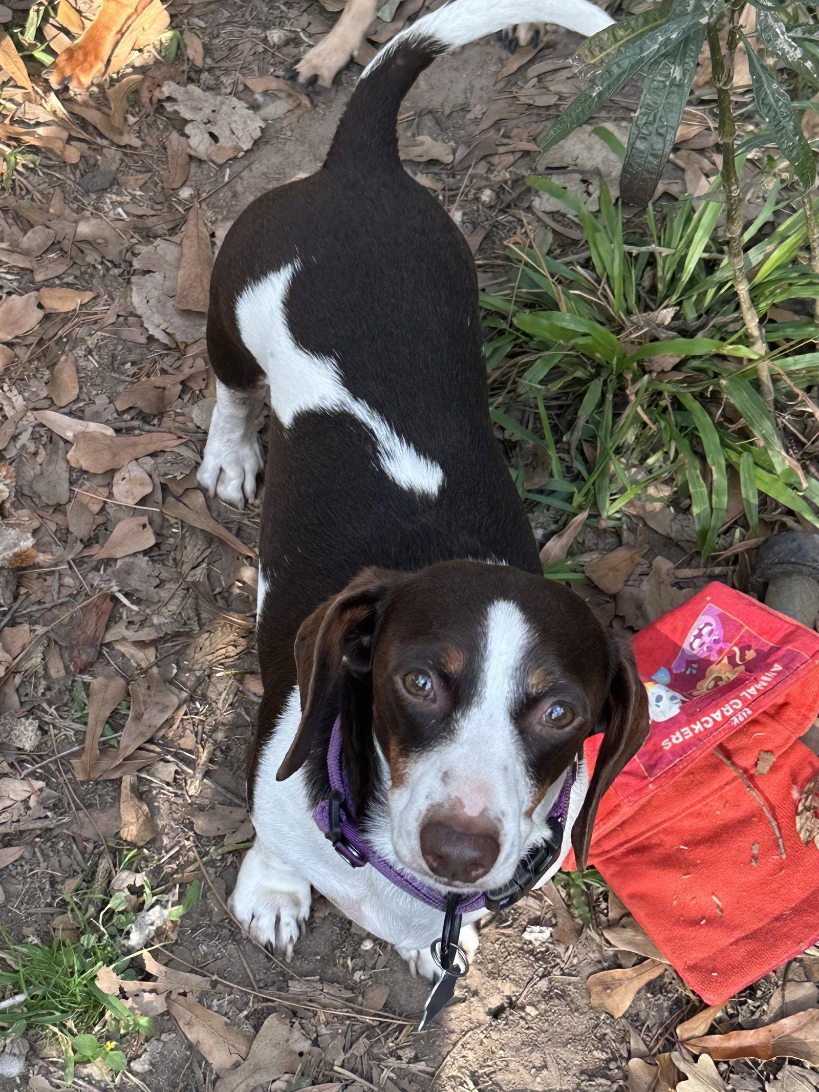 Oliver, a Adoptable Dachshund in Pearland, TX image 3/3