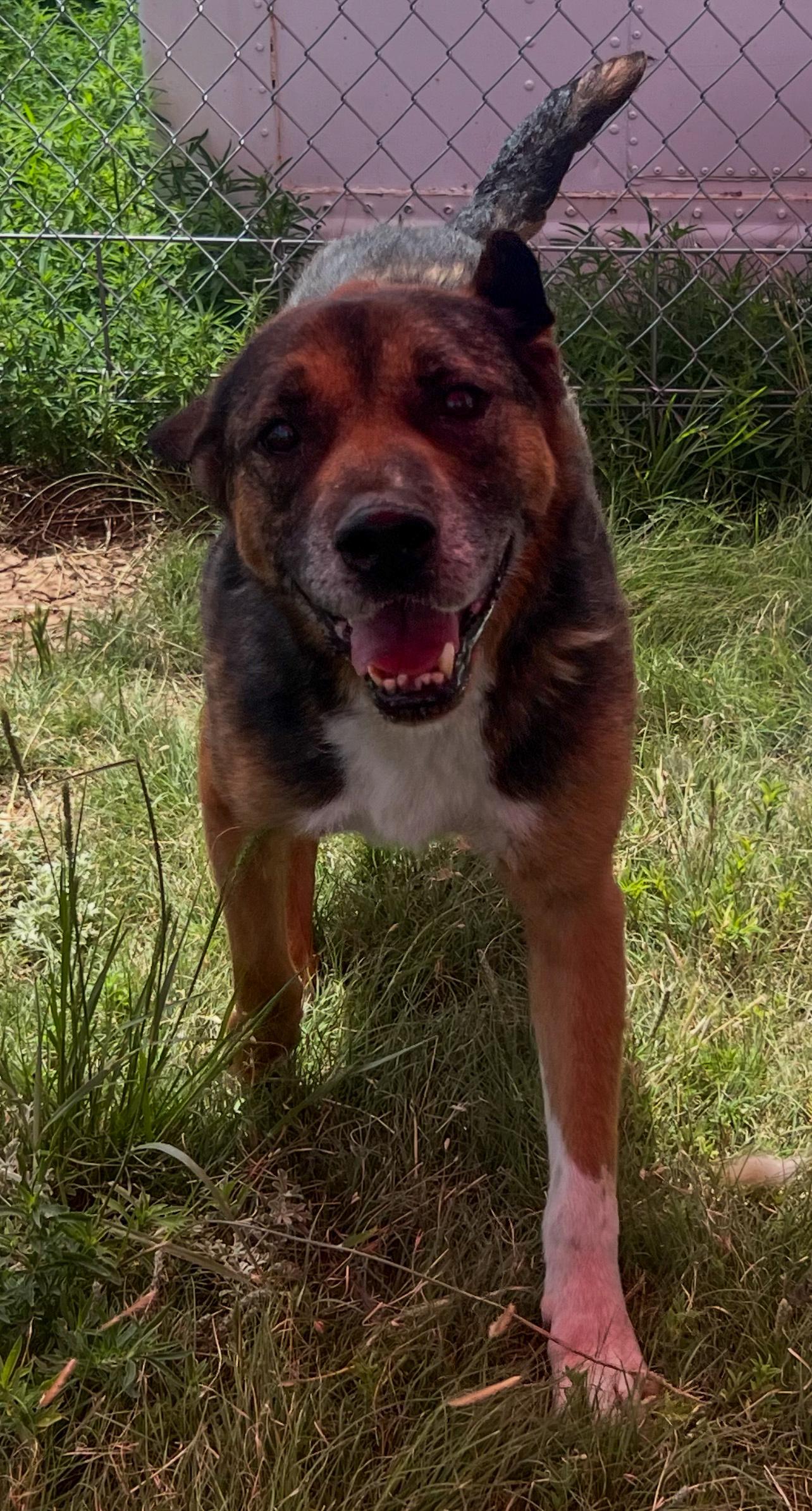Oso