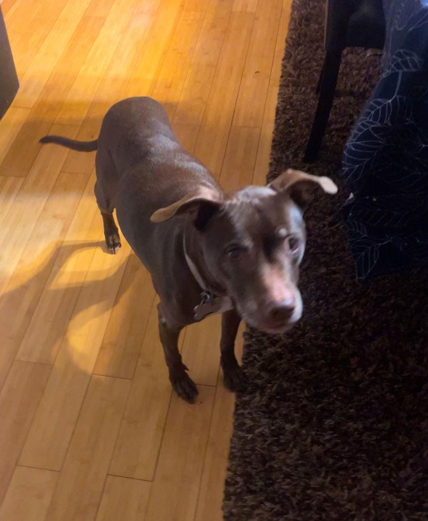 Luna, a Adopted mixed breed in Baltimore, MD image 1/3