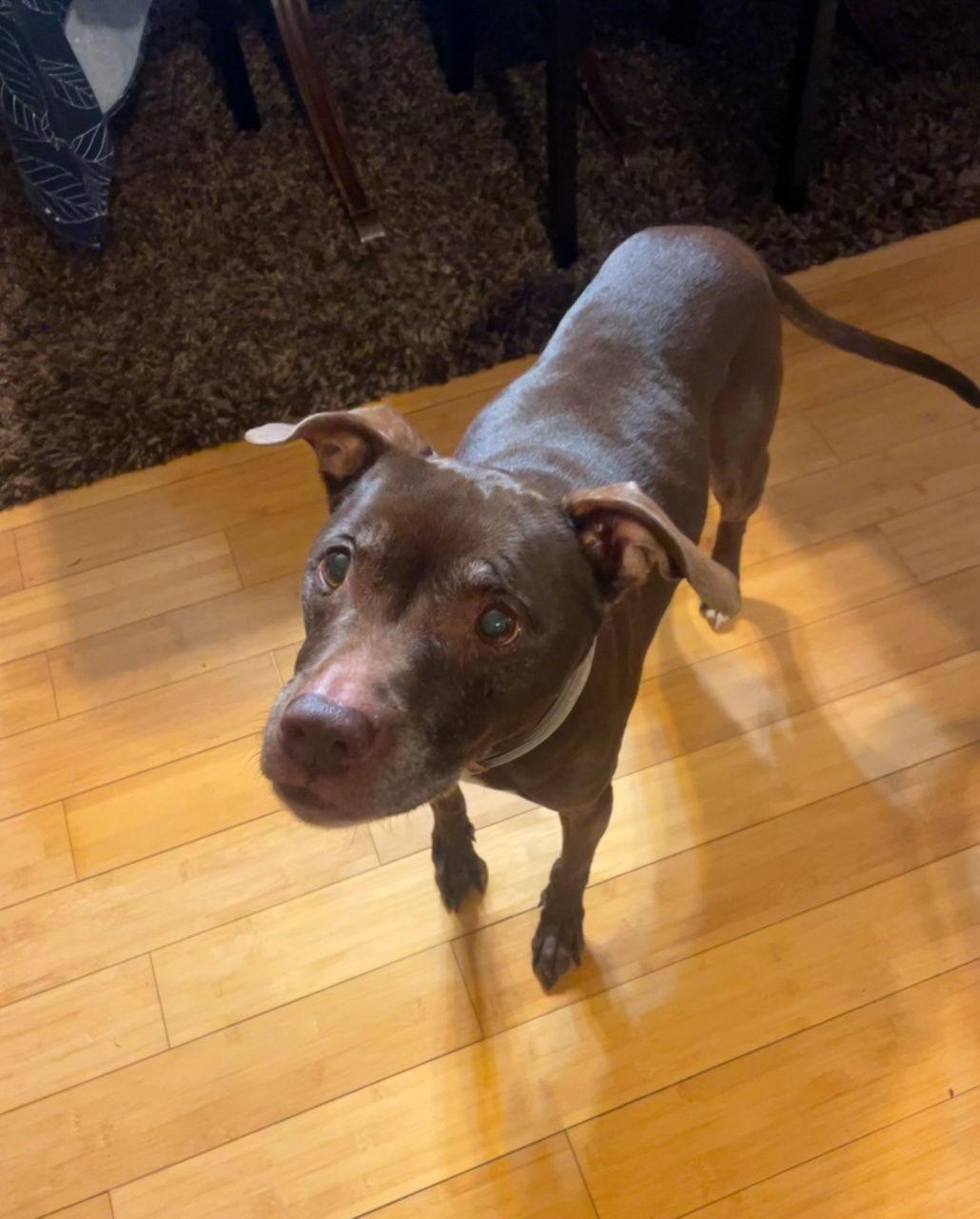 Luna, a Adopted mixed breed in Baltimore, MD image 3/3