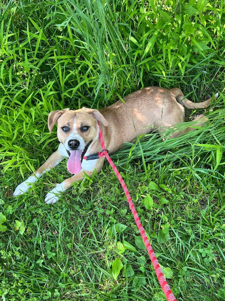 Enlarge Livvy, a Adoptable Terrier in Cromwell, KY image 1/3