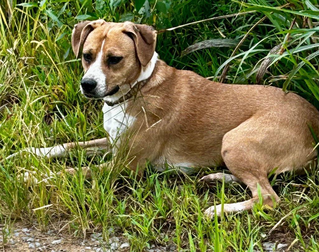 Enlarge Livvy, a Adoptable Terrier in Cromwell, KY image 2/3