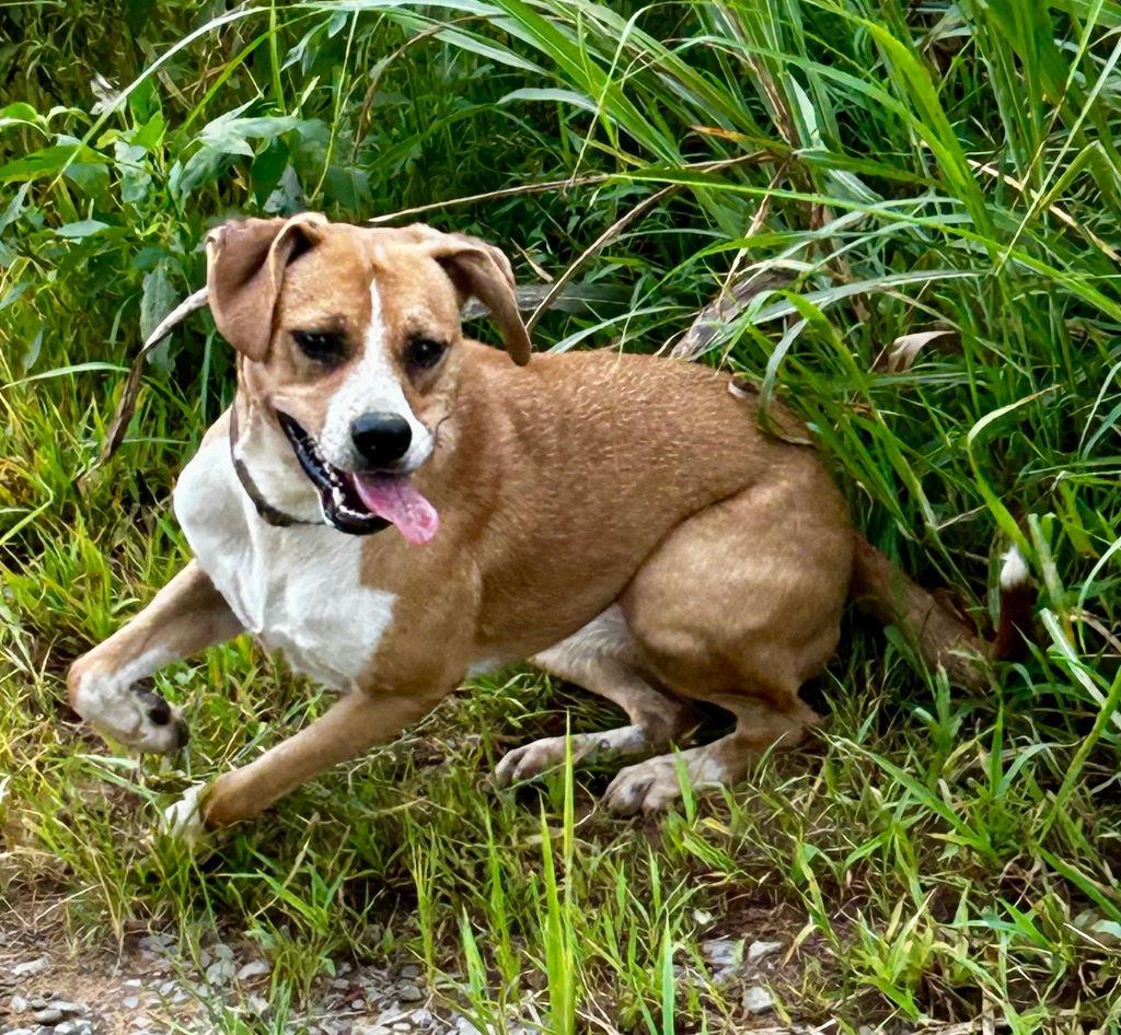 Enlarge Livvy, a Adoptable Terrier in Cromwell, KY image 3/3