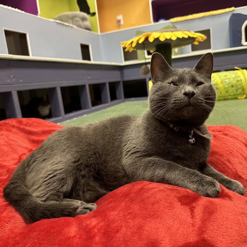 Frankie, Adoptable, Adult Male Domestic Short Hair.