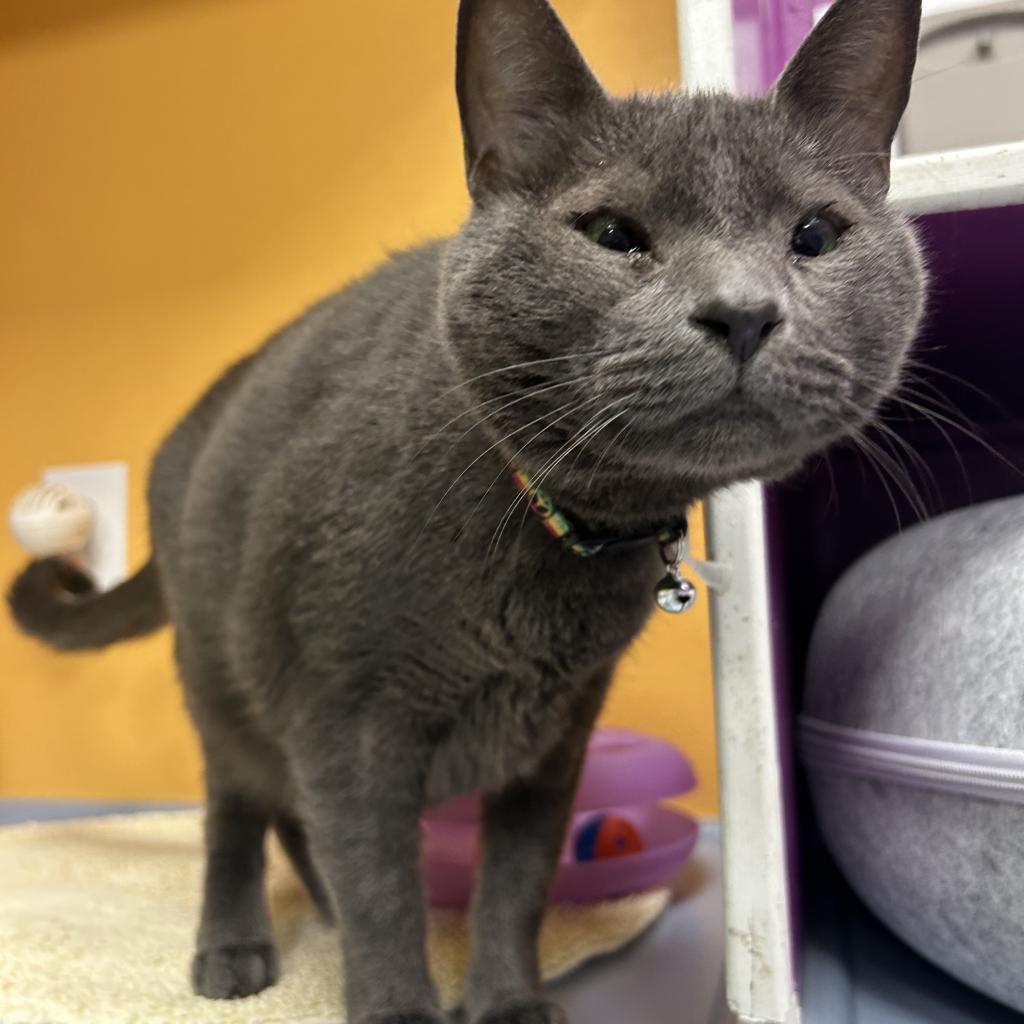 Enlarge Frankie, a Adoptable Domestic Short Hair in Lindenwold, NJ image 2/2