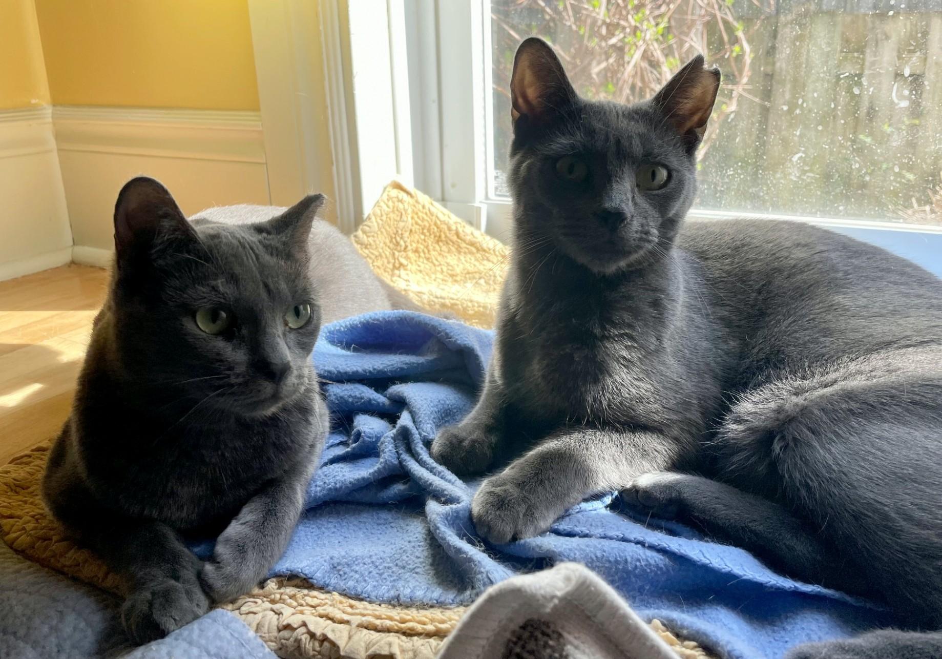 Salt & Pepper (DUO), a Adoptable Domestic Short Hair in Verdun, QC image 1/2