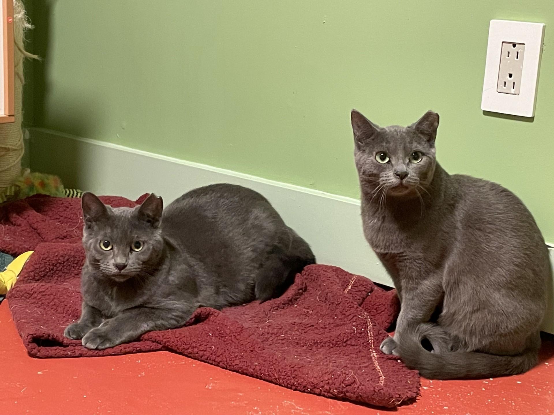 Salt & Pepper (DUO), a Adoptable Domestic Short Hair in Verdun, QC image 2/2