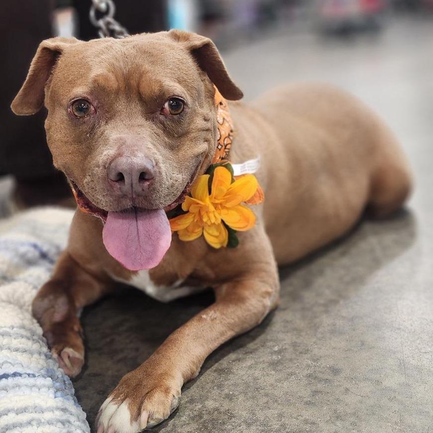 Addie, a Adoptable Pit Bull Terrier in Springfield, IL image 1/6