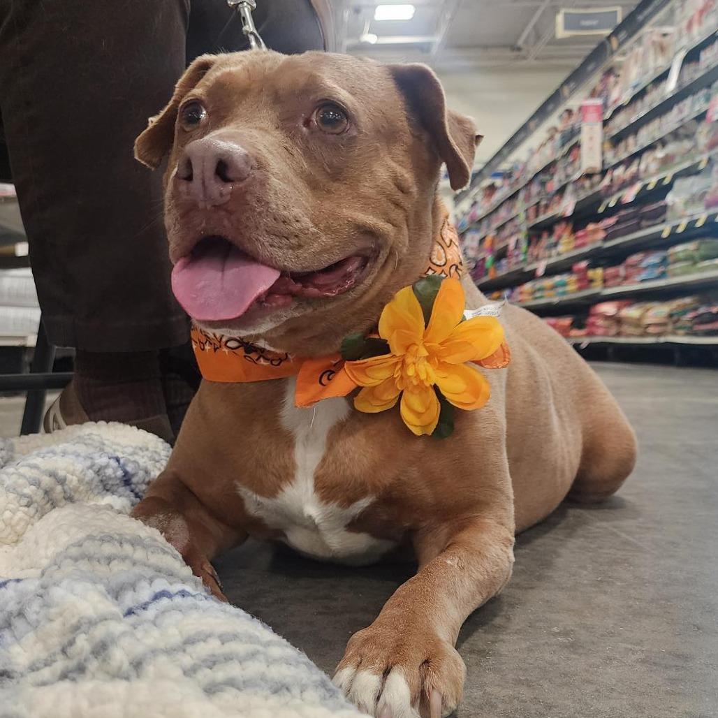 Addie, a Adoptable Pit Bull Terrier in Springfield, IL image 2/6