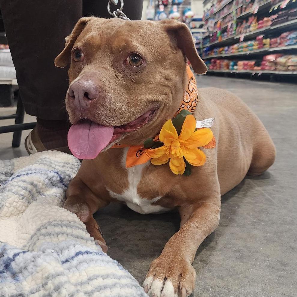 Addie, a Adoptable Pit Bull Terrier in Springfield, IL image 3/6