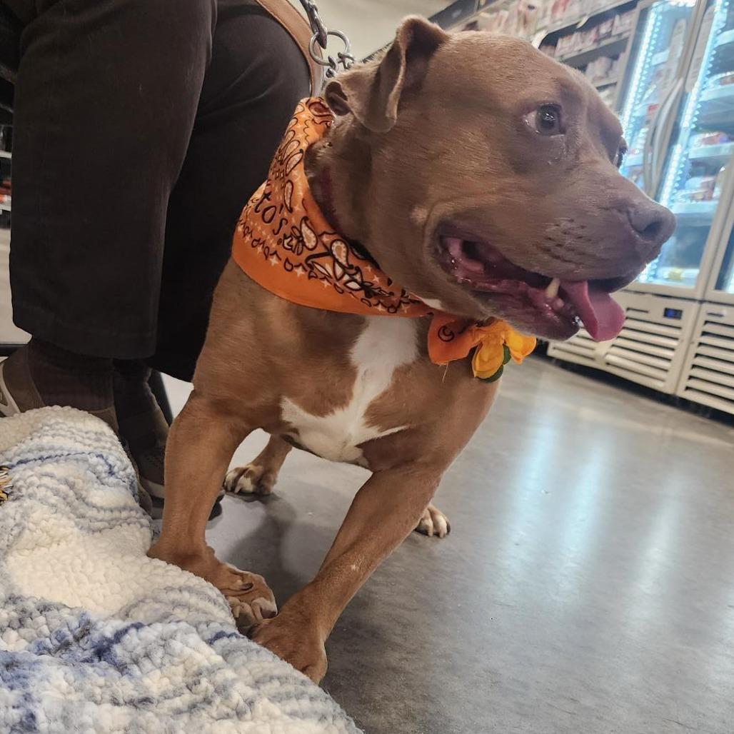 Addie, a Adoptable Pit Bull Terrier in Springfield, IL image 4/6