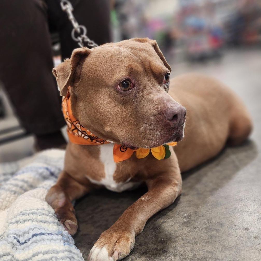 Addie, a Adoptable Pit Bull Terrier in Springfield, IL image 5/6