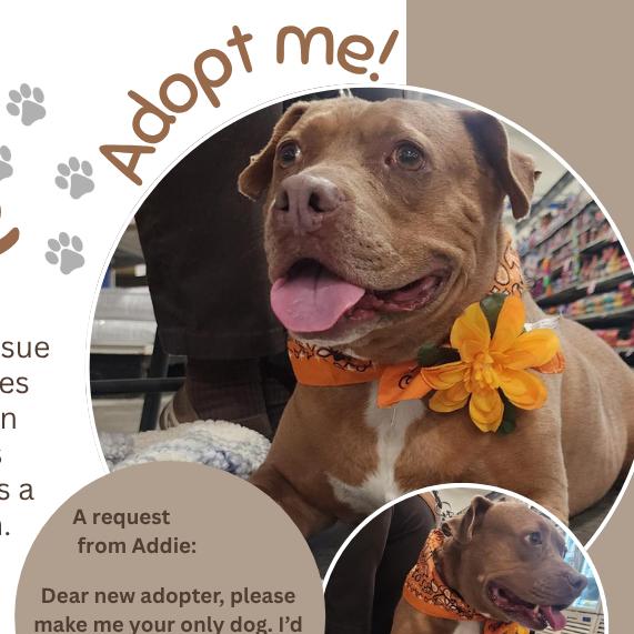 Addie, a Adoptable Pit Bull Terrier in Springfield, IL image 6/6
