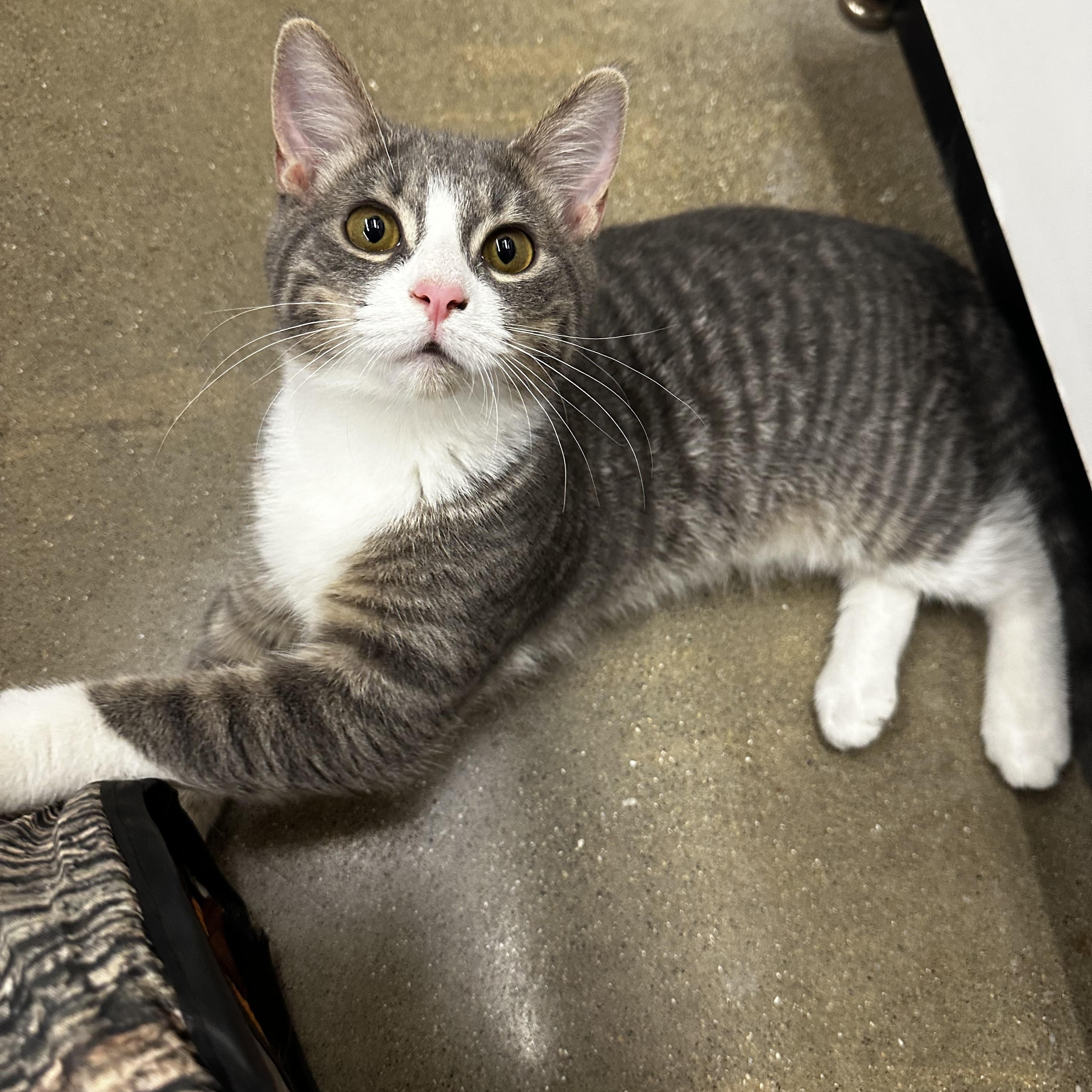Hammer, an adopted Domestic Short Hair in Homewood, IL image 2/3
