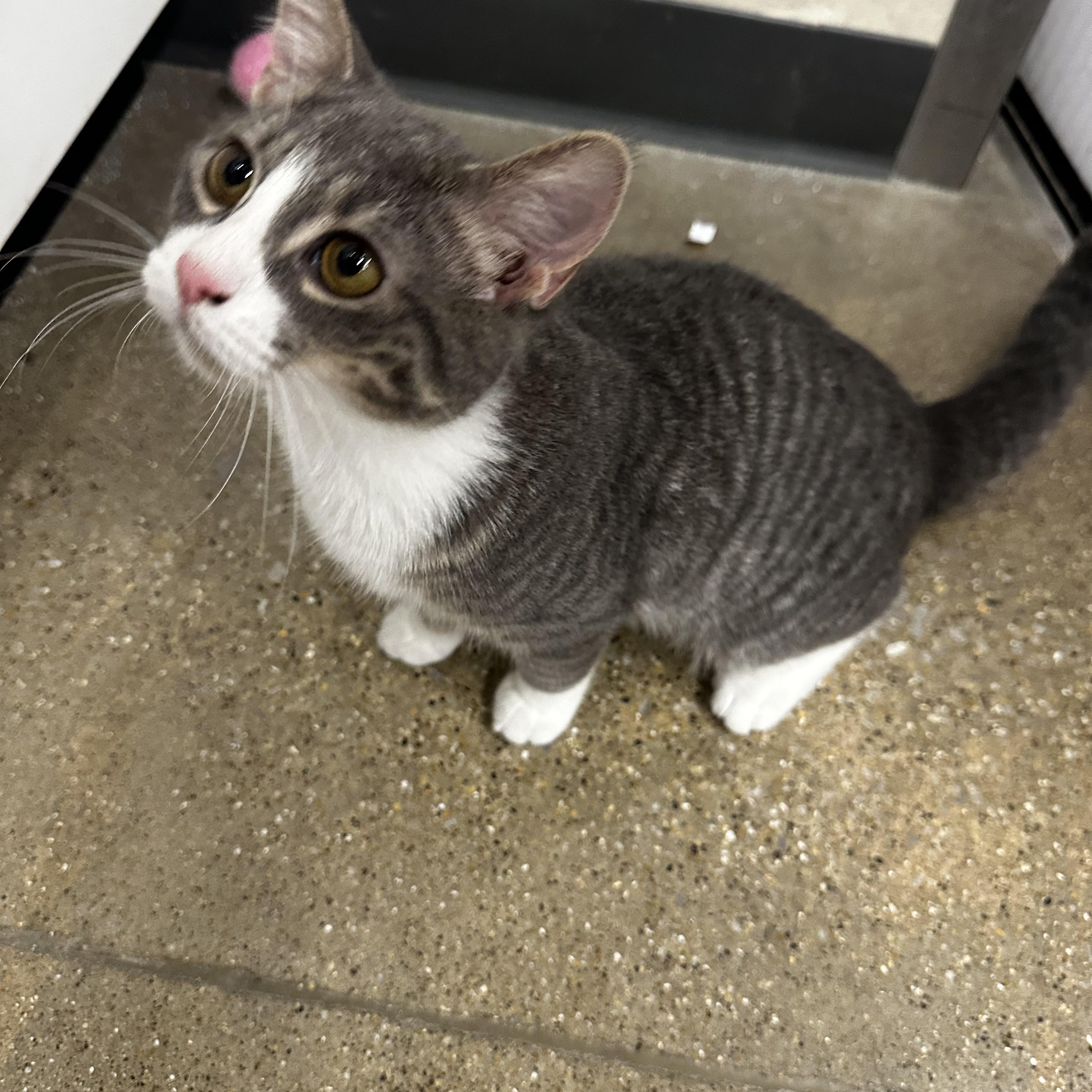 Hammer, an adopted Domestic Short Hair in Homewood, IL image 1/3