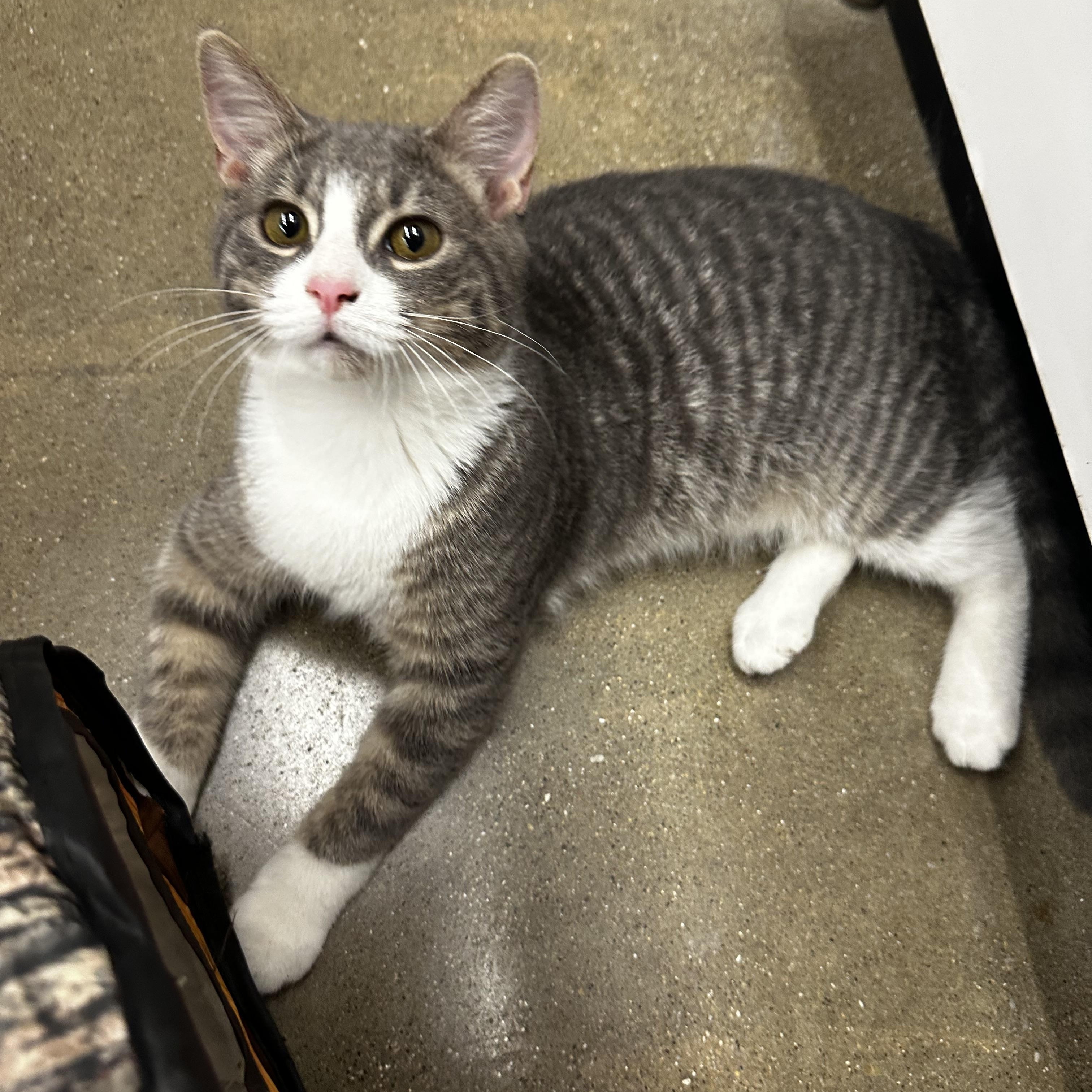 Hammer, an adopted Domestic Short Hair in Homewood, IL image 3/3