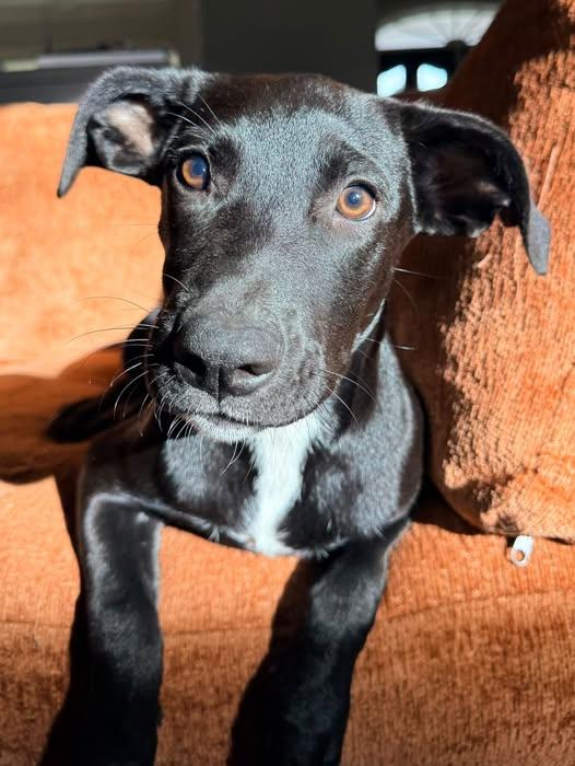 Enlarge Bon Bon, a Adoptable mixed breed in Ayden, NC image 4/6