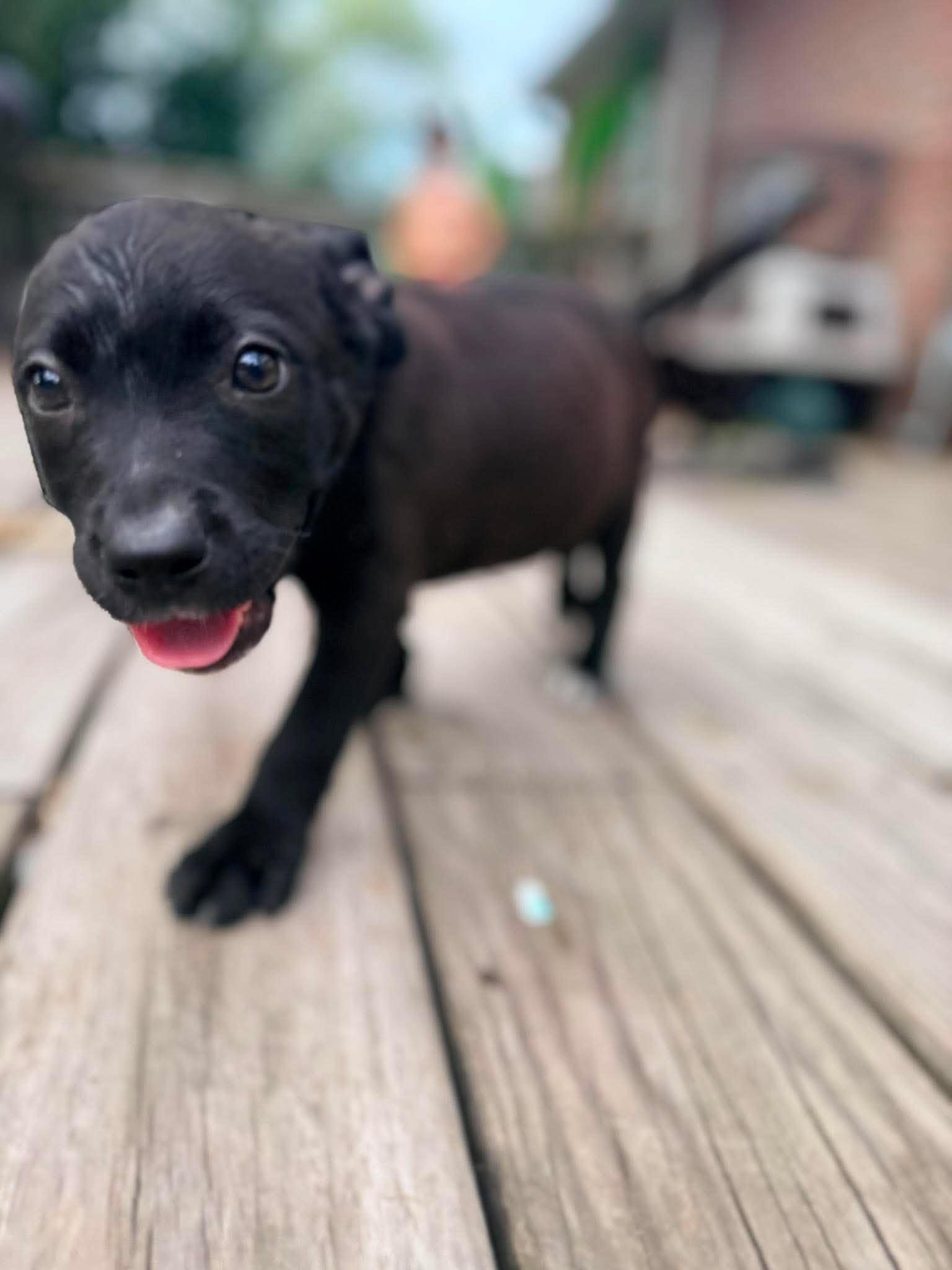 Bon Bon, a ADOPTABLE mixed breed in Ayden, NC image 1/4