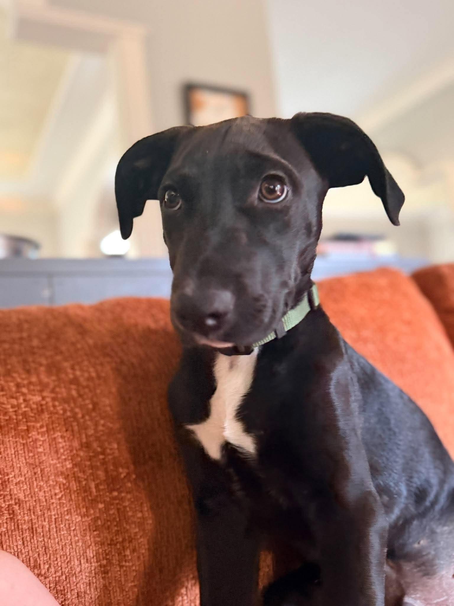 Enlarge Bon Bon, a Adoptable mixed breed in Ayden, NC image 1/6