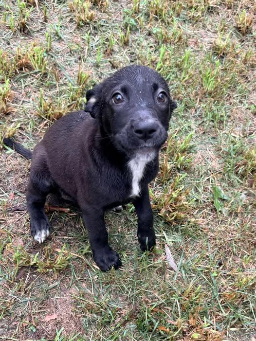 Bon Bon, a ADOPTABLE mixed breed in Ayden, NC image 2/4