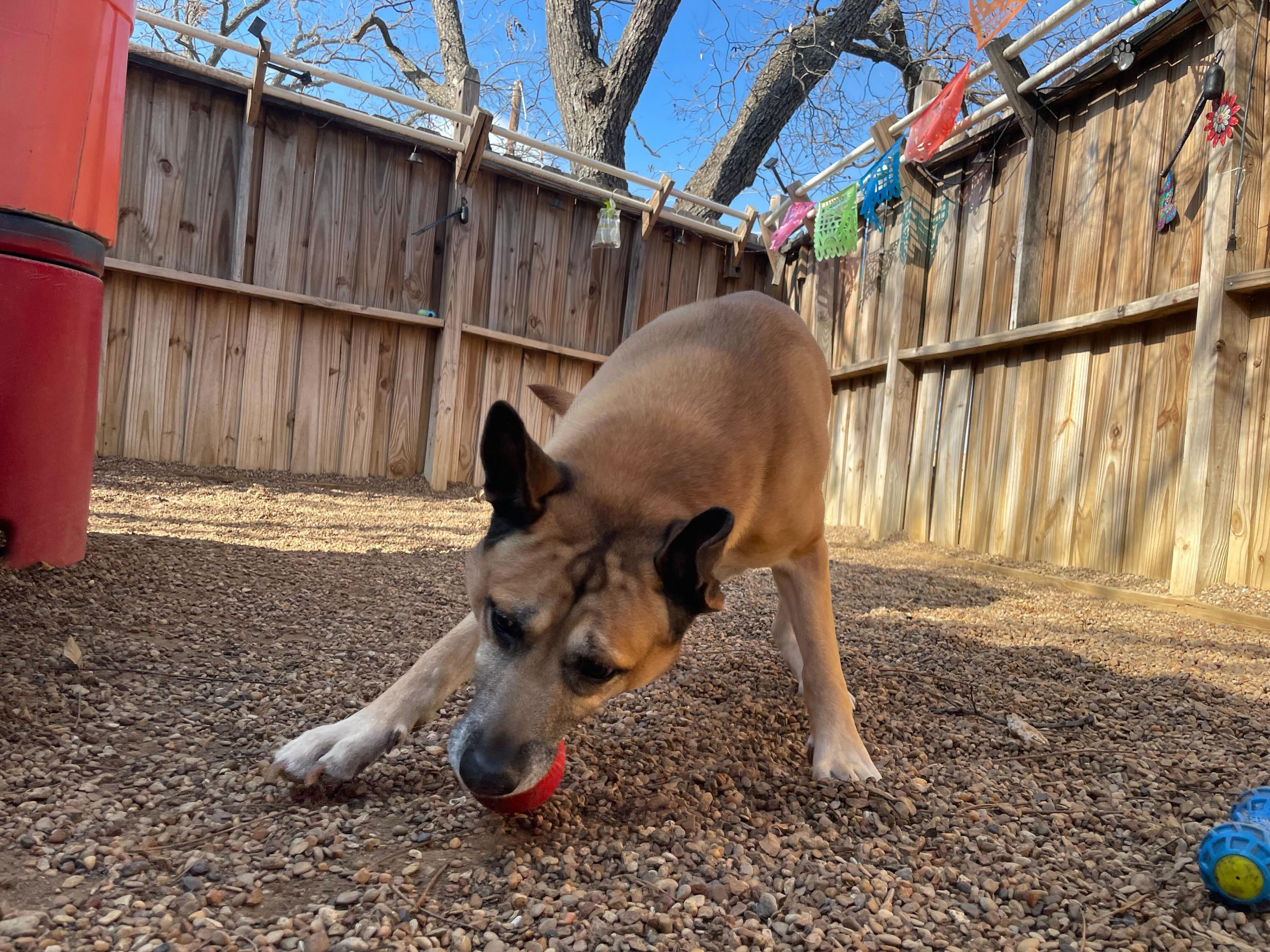Enlarge King Randol Oaks, a Adoptable mixed breed in Pantego, TX image 3/4
