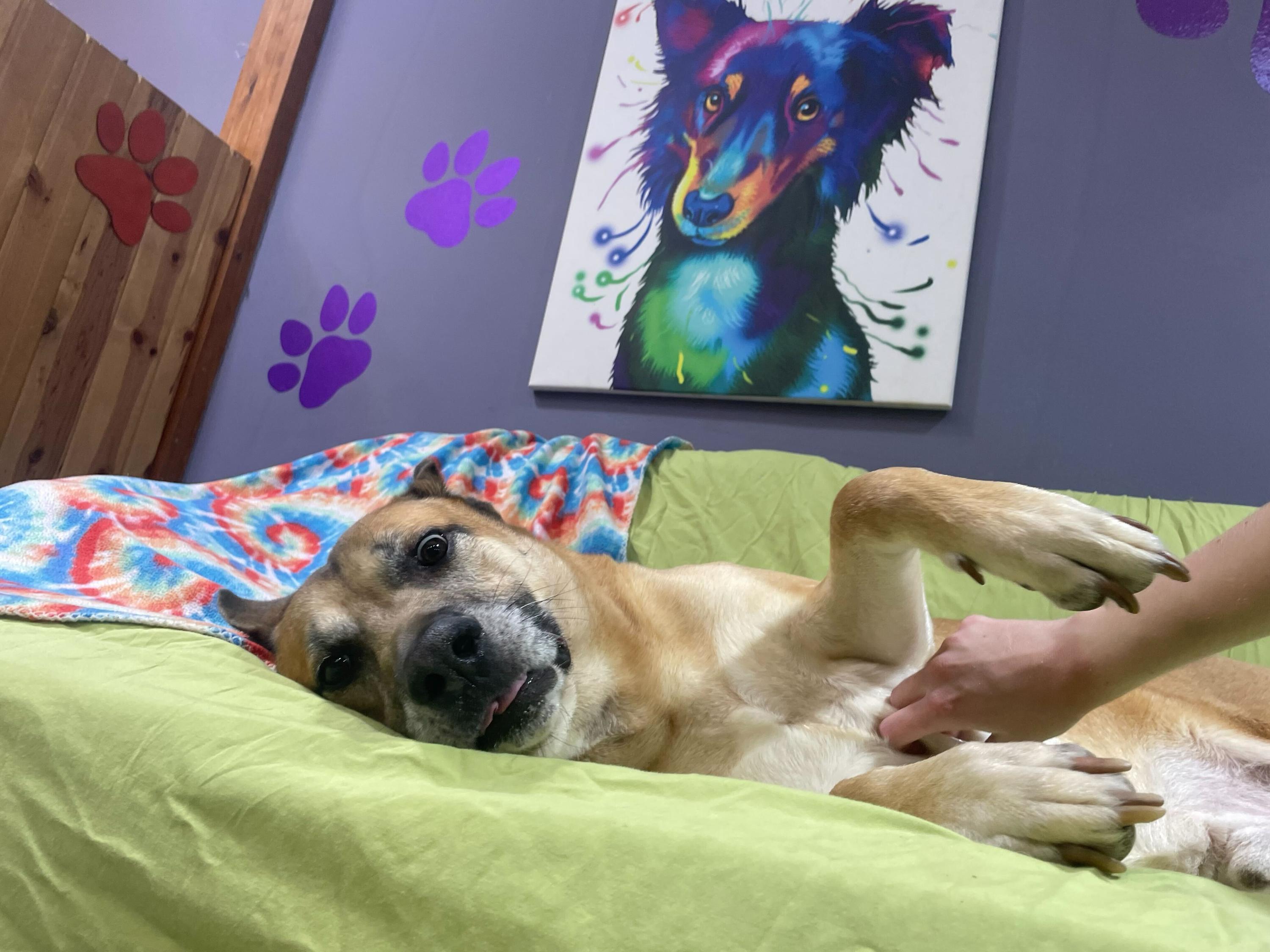 Enlarge King Randol Oaks, a Adoptable mixed breed in Pantego, TX image 2/4