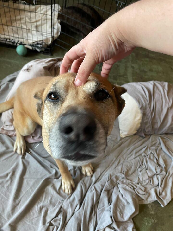 King Randol Oaks, a Adoptable mixed breed in Pantego, TX image 3/3