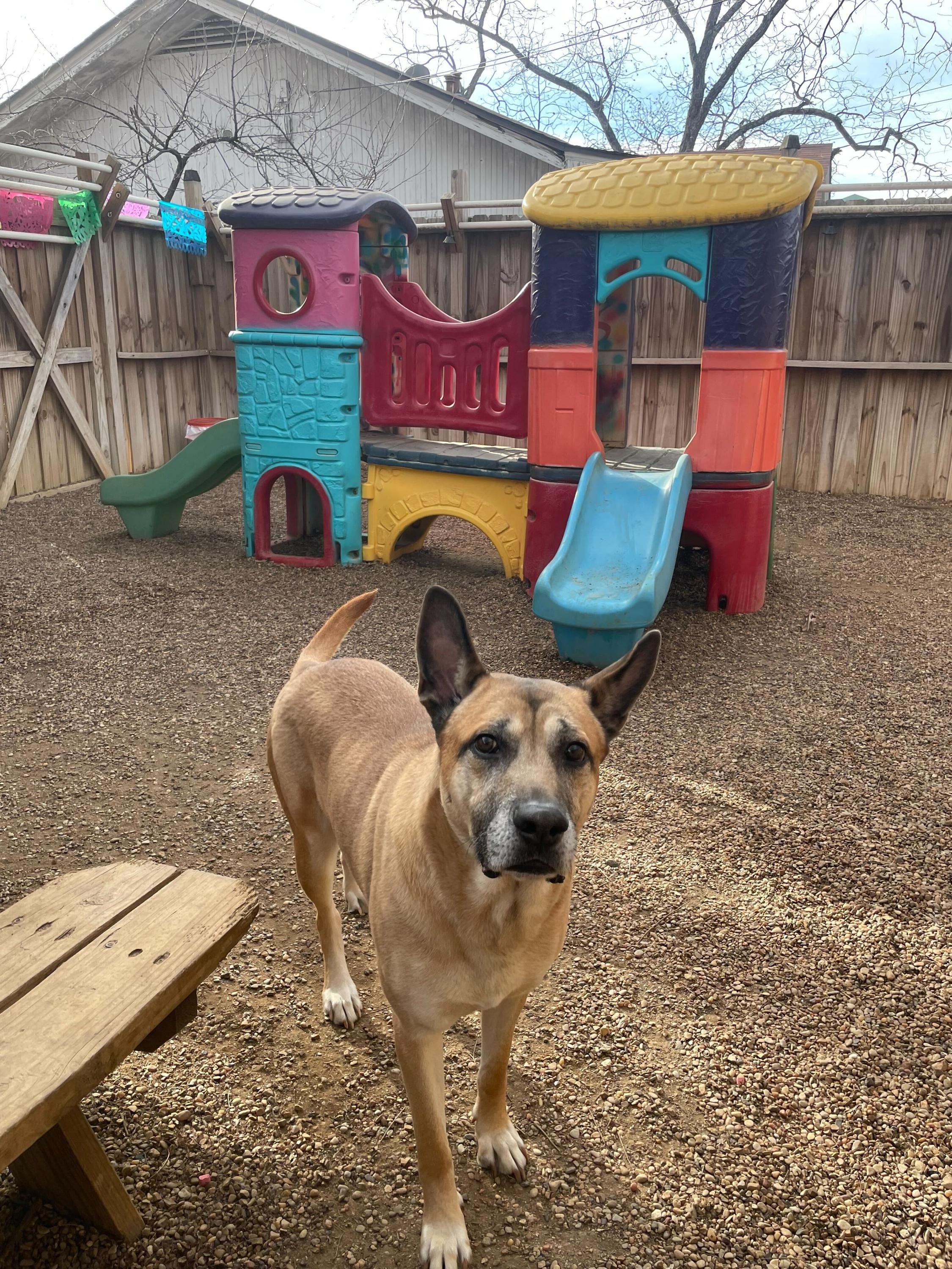 Enlarge King Randol Oaks, a Adoptable mixed breed in Pantego, TX image 4/4