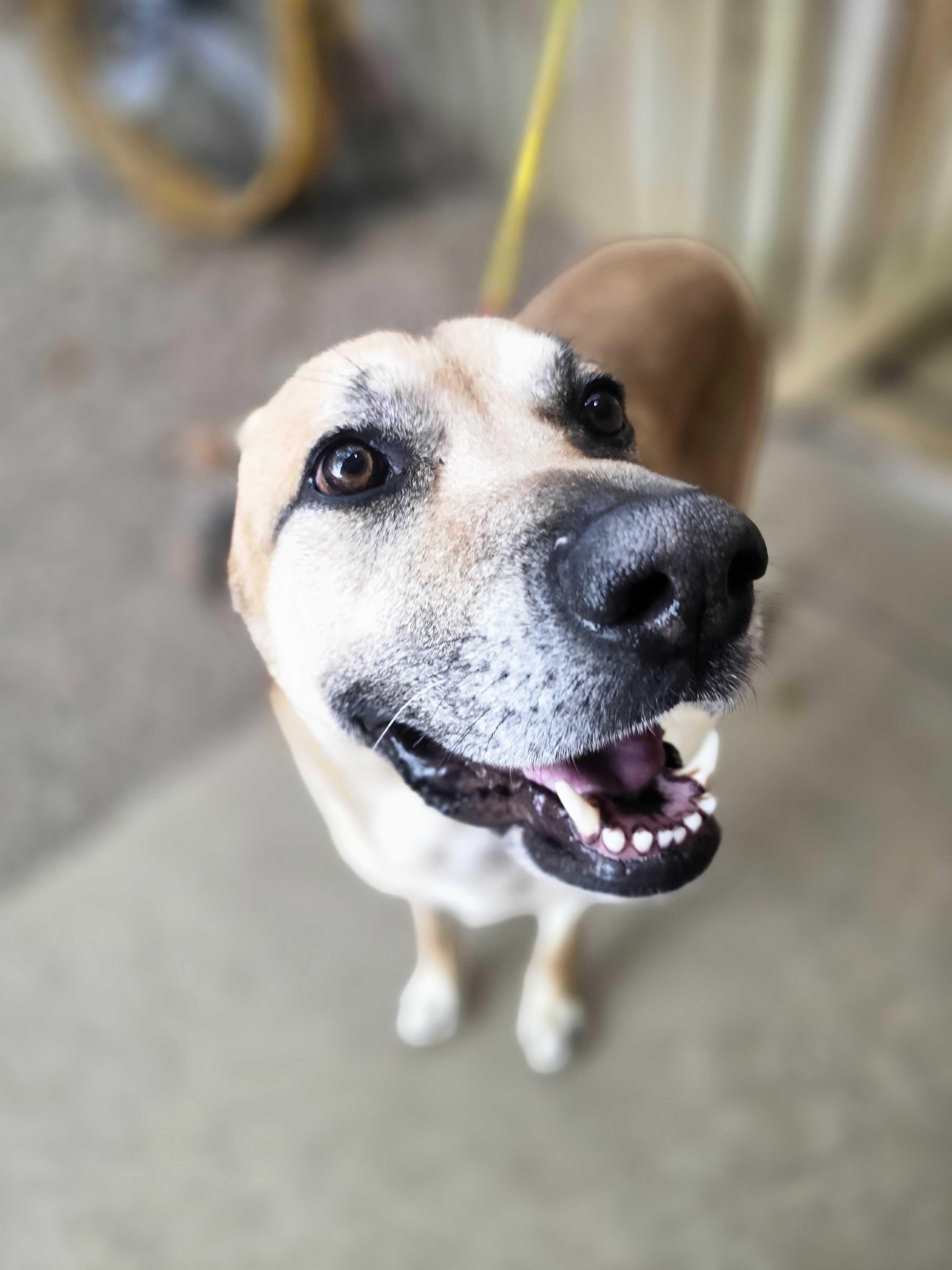 King Randol Oaks, a Adoptable mixed breed in Pantego, TX image 1/3