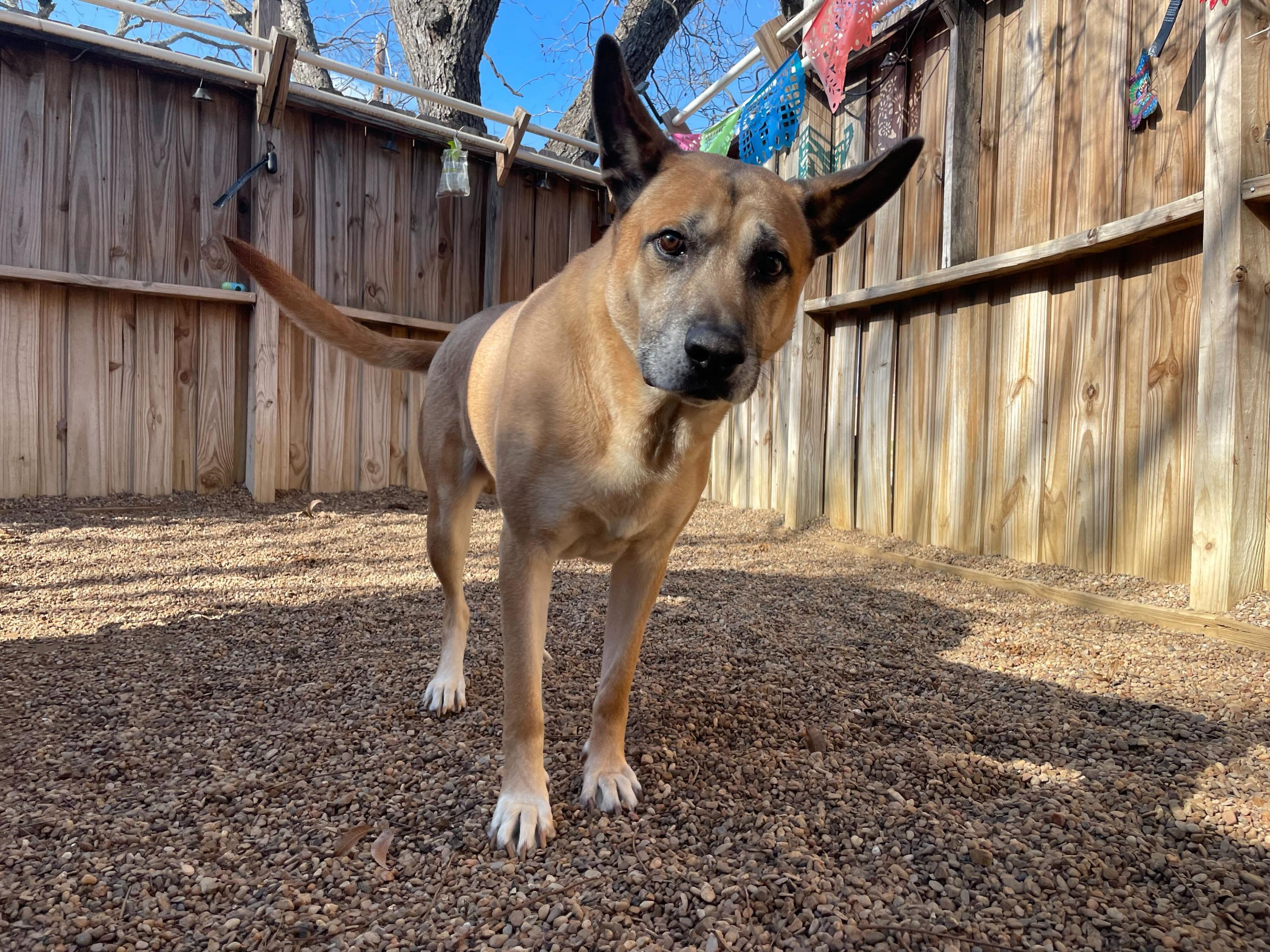 Enlarge King Randol Oaks, a Adoptable mixed breed in Pantego, TX image 1/4