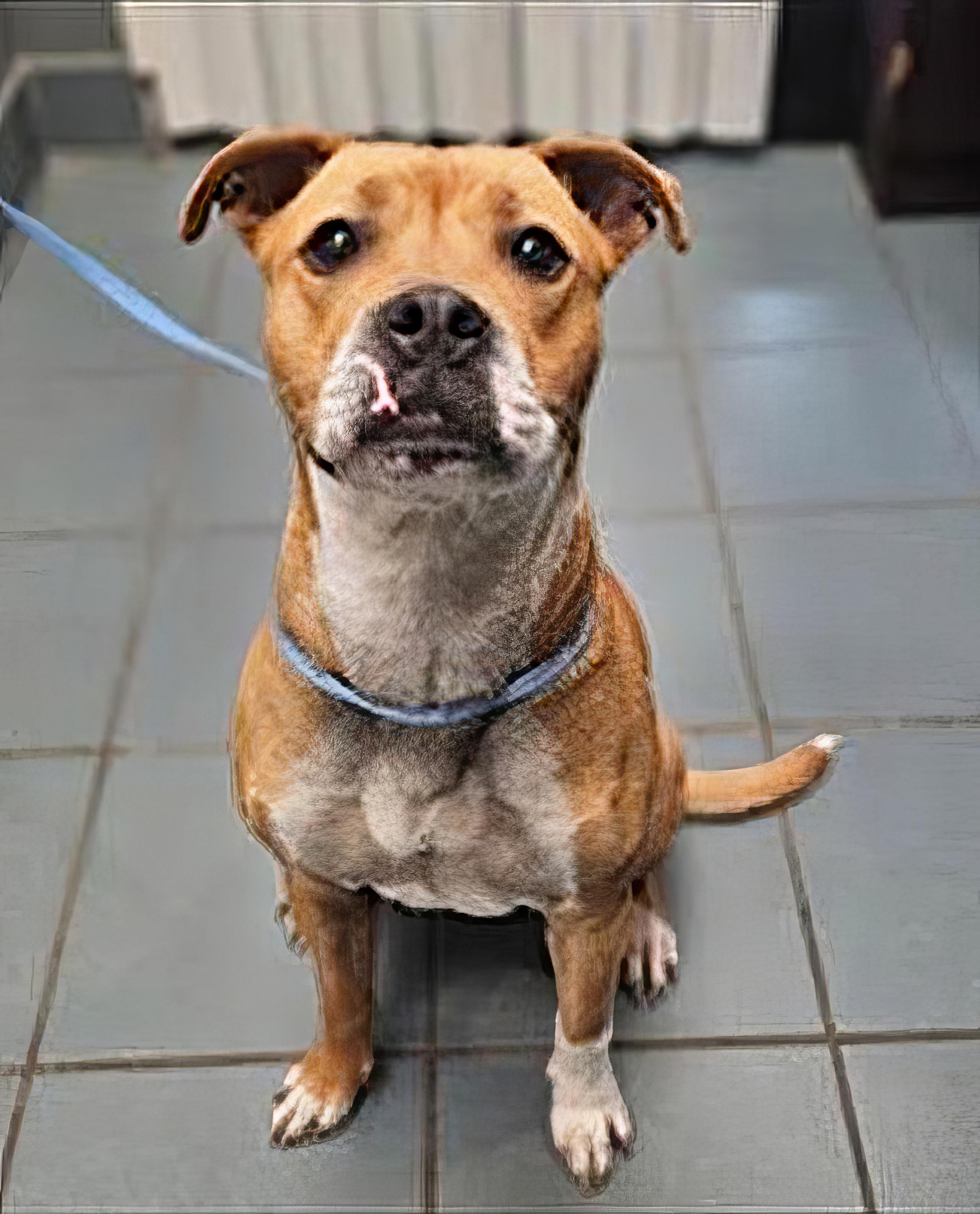Aquaria, Adult Female Mixed Breed