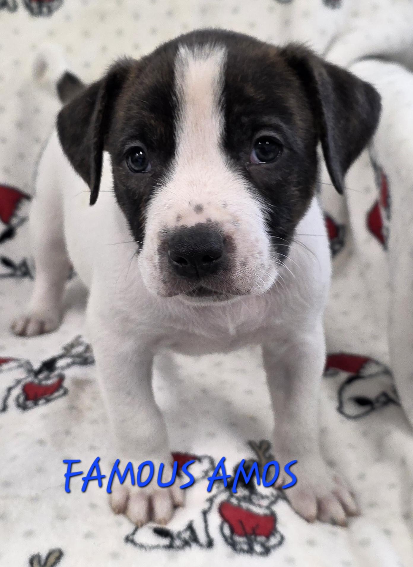 Enlarge Famous Amos, a ADOPTABLE mixed breed in Momence, IL image 1/1