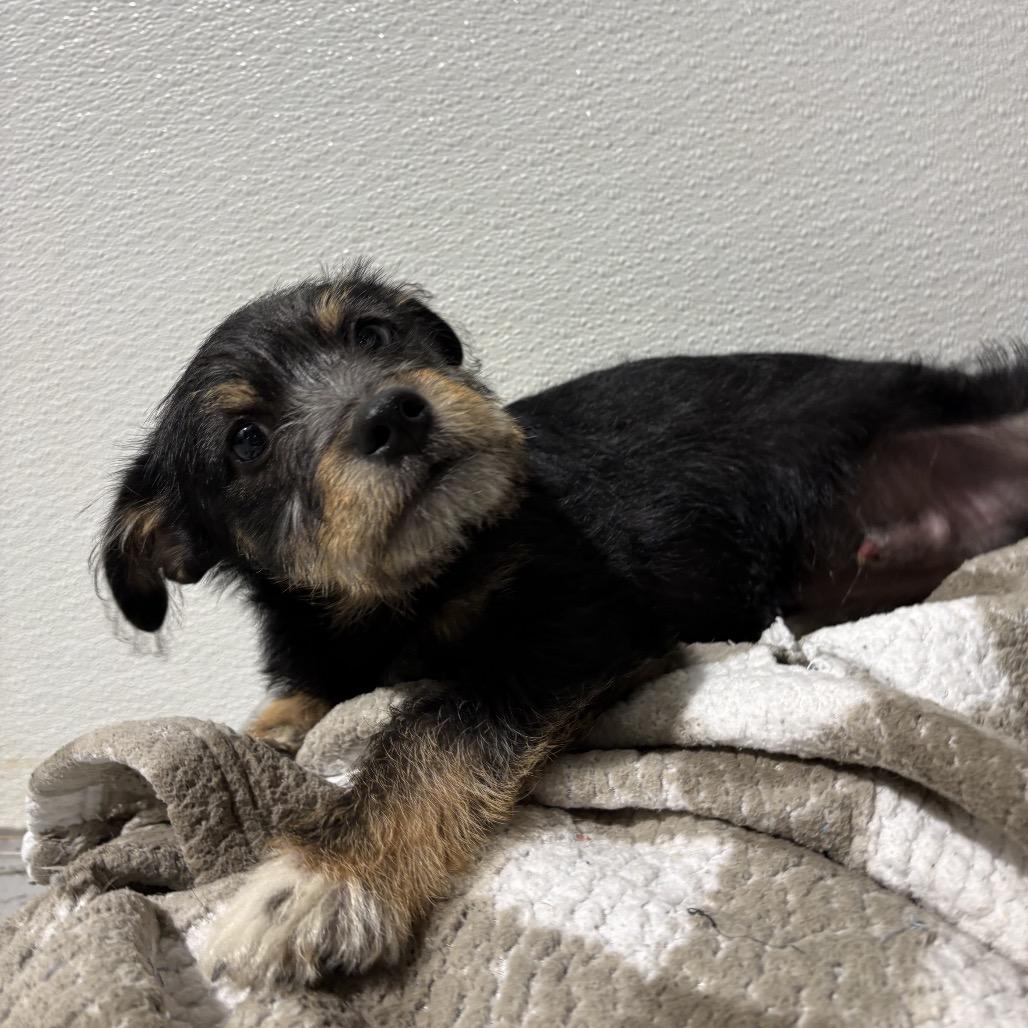Levi, Adoptable, Puppy Male Terrier & Mixed Breed.