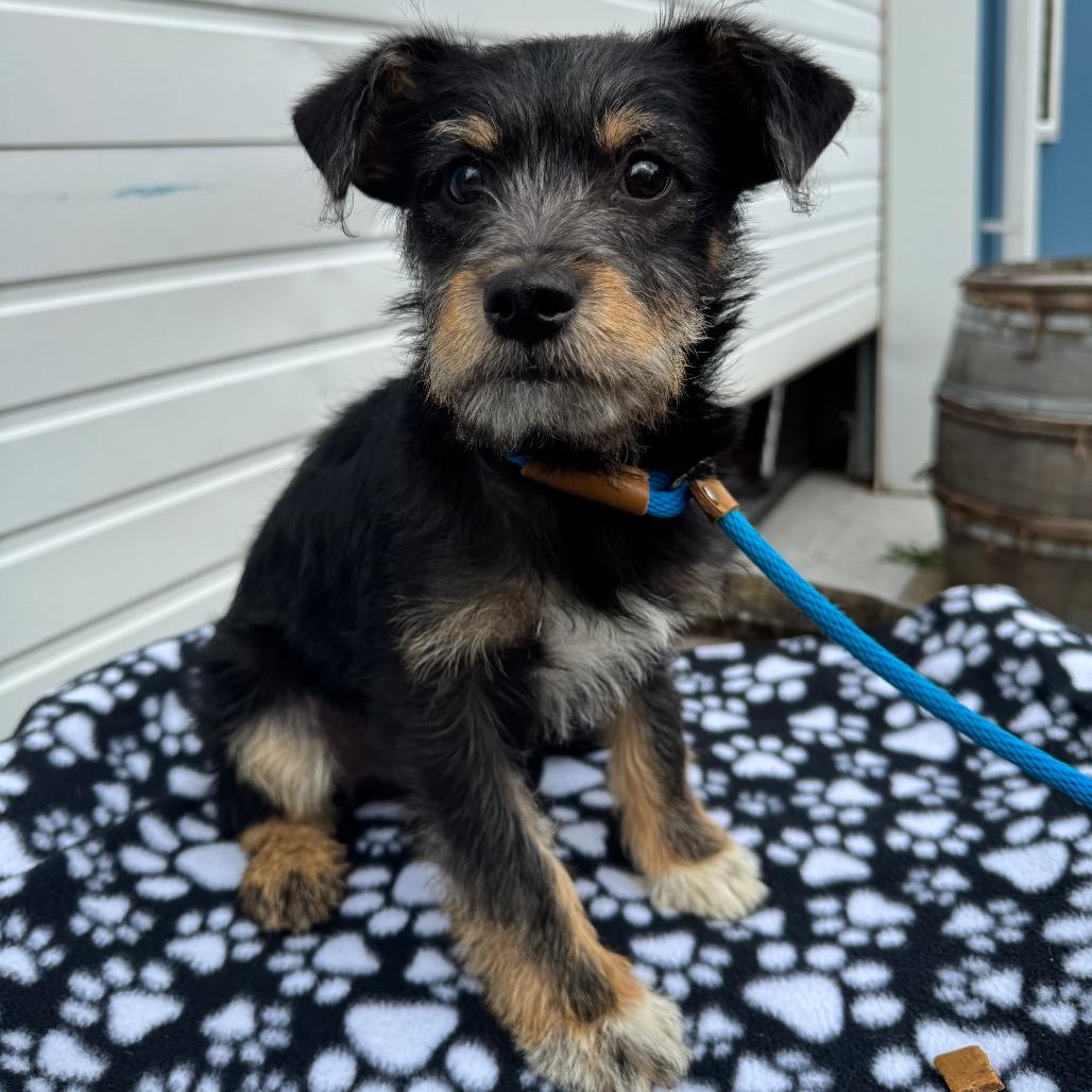 Enlarge Levi, a Adoptable mixed breed in Newberg, OR image 2/6