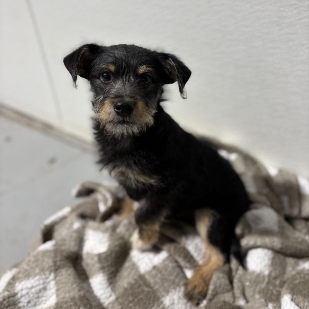 Enlarge Levi, a Adoptable mixed breed in Newberg, OR image 3/6