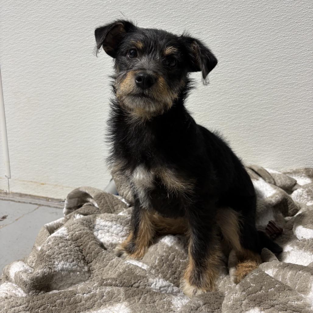 Enlarge Levi, a Adoptable mixed breed in Newberg, OR image 4/6