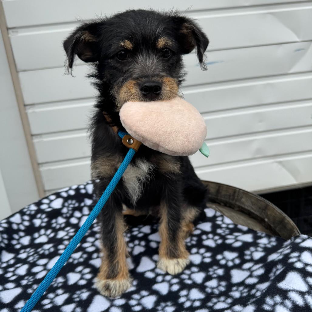 Enlarge Levi, a Adoptable mixed breed in Newberg, OR image 5/6