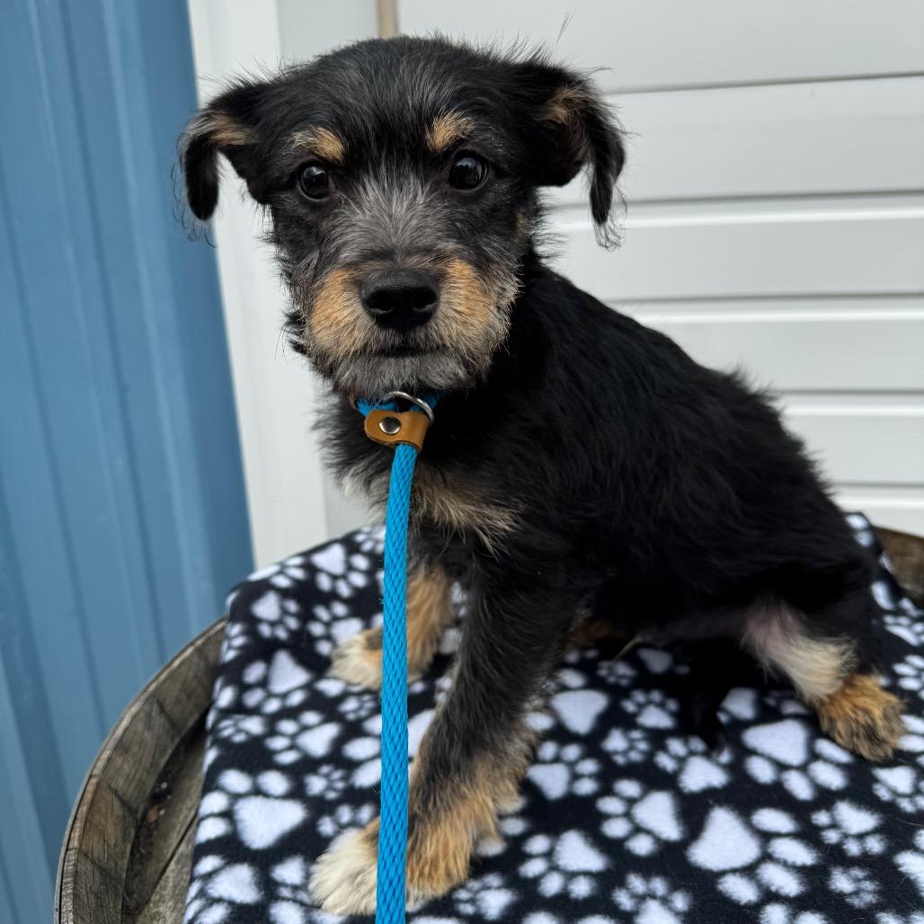 Enlarge Levi, a Adoptable mixed breed in Newberg, OR image 6/6