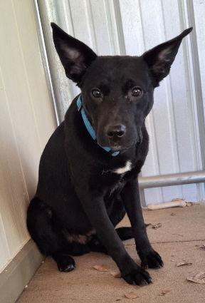 Enlarge Ford, a Adoptable mixed breed in Mountain View, AR image 1/2