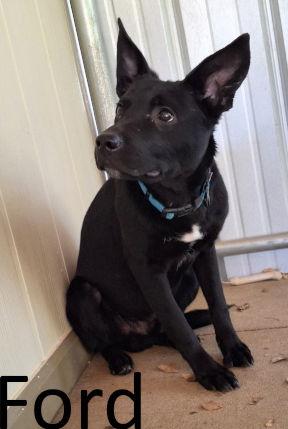 Enlarge Ford, a Adoptable mixed breed in Mountain View, AR image 2/2